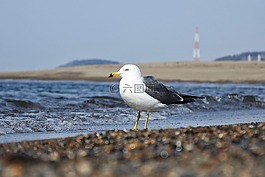 動(dòng)物,海,海灘