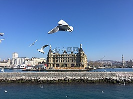 伊斯坦布爾,站,海鷗