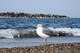 動(dòng)物,海,海灘
