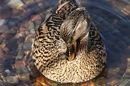鴨,池塘,鳥