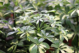 綠色,植物,蕨類