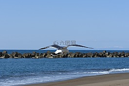 動物,海,海灘