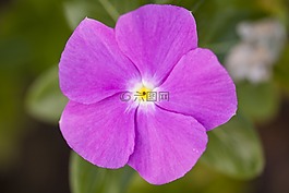 花卉,紫色,顏色