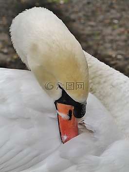 天鵝,水禽,鳥