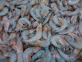 蝦,動物群,食品