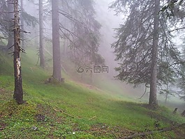 森林,霧,性質(zhì)