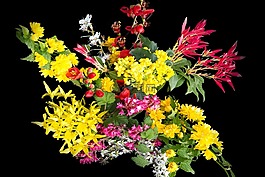 鲜花,性质,野生的增长