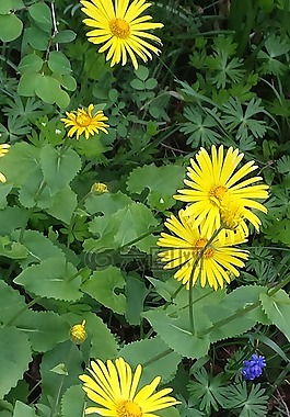 植物,開花,花園