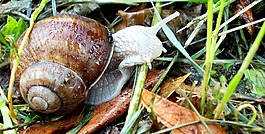 蝸牛,動(dòng)物,性質(zhì)