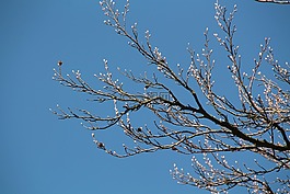芽,春天,板栗