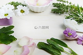 草药,麝香草,圣人