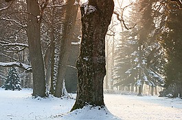 冬天,雪,樹