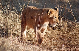 獅子,小獅子,動物