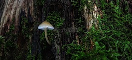 性質,木,蘑菇