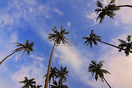 椰子,自然,植物