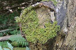 苔,森林,樹(shù)