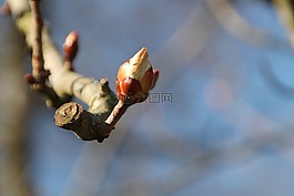 芽,春天,板栗