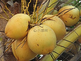 椰子,堅果,椰子棕櫚