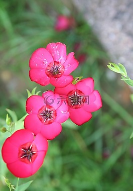 鮮花,春天,花瓣