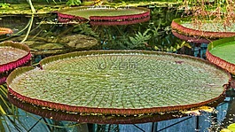 植物,水生植物,花卉