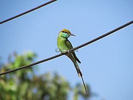 翠鳥,鳥,小