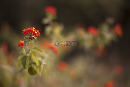 花卉,性質(zhì),植物