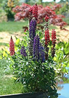 鮮花,花園,夏季花卉