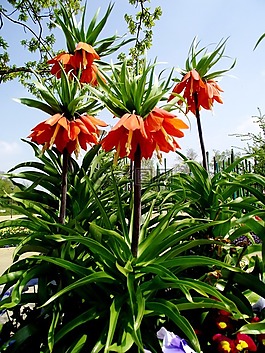 皇家花,鲜花,橙