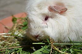 豚鼠,白,草
