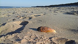 海灘,貝殼,沙