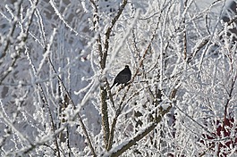鸟,雪,冷