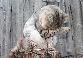 猫,宠物,只灰色的猫