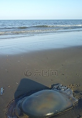 海蜇,海灘,水
