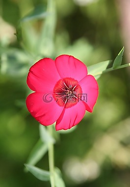 鮮花,花瓣,桿