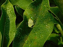 一滴水,雨滴,滴