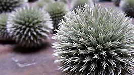 薊,帶動,蜇