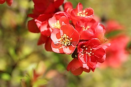 紅色,鮮花,開花