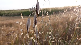 夏季,燕麥,谷物