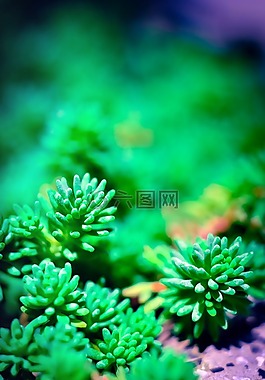 草,綠色,綠草