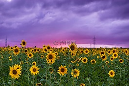 向日葵,鮮花,顏色