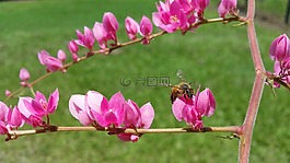 殺人蜂,蜜蜂,昆蟲