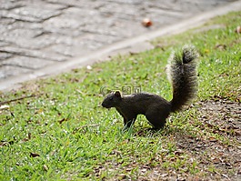松鼠,公園,蓬松