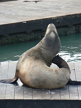 海獅,動物,哺乳動物