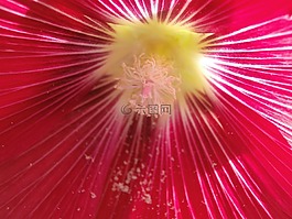 蜀葵,花,雌蕊