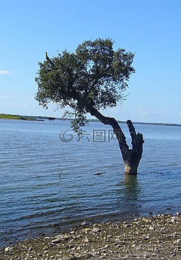樹,湖,水