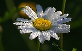 雛菊,茼蒿最大,鮮花