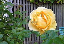 玫瑰,開花,黃色