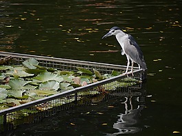 鳥,池,公園