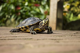 龜,動物,綠色