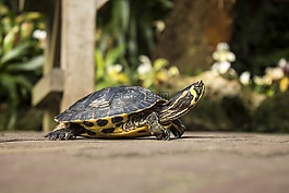 龜,動物,綠色
